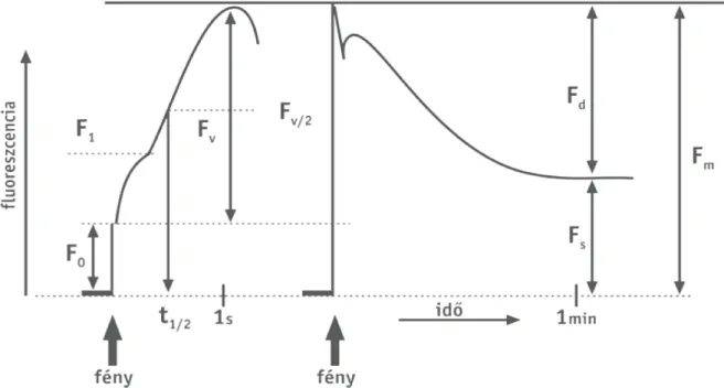 7. ábra: Rövid és hosszú idejű fluoreszcencia indukció kinetikája   (Bolhár-Nordenkampf és Öquist, 1993)