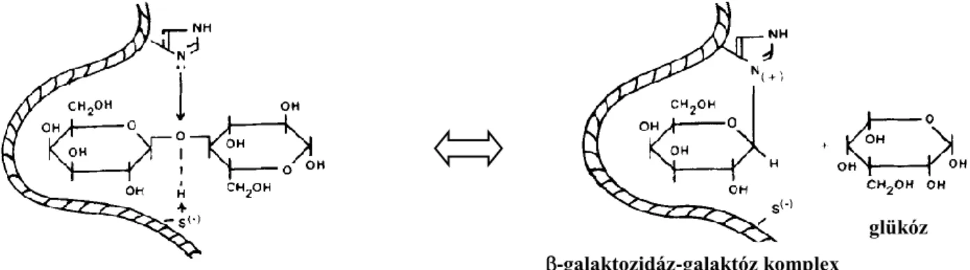 12. ábra: Béta-galaktozidáz enzim hatásmechanizmusa laktóz szubsztrátum jelenlétében  [Richmond et al., 1981 nyomán] 