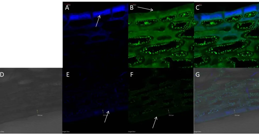 18. ábra: A ‘Kárpia’  termés kutikulájának fluoreszcens mikroszkópos képei két reprezentatív mi ntán; balról jobbra haladva az első mintán  a  Calcofluor  White,  az  Auramin  O,  végül  e  kettő  egymásra  rendezett  képét,  míg  az alsó panelen balról jo