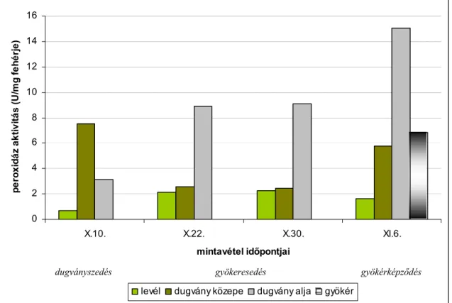 10. ábra. Az Aternanthera ficoidea ’Red’ gyökeresedése közben mért POD enzimaktivitás  értékei 2002-ben 