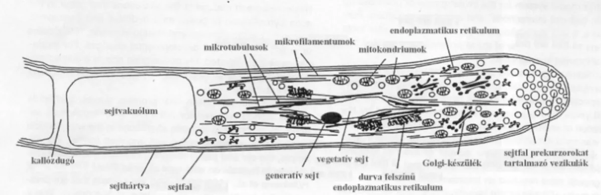 2. ábra: A pollentömlő felépítése (FRANKLIN-TONG 1999 nyomán) 