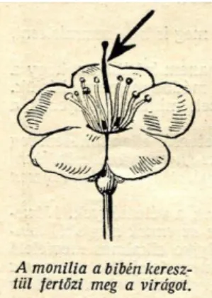 2. ábra A meggy moniliás bibefertőzése. A kórokozó bibecsatornán keresztül a pollennel  azonos módon fertőzi meg a virágot (Kerekes, 1930)