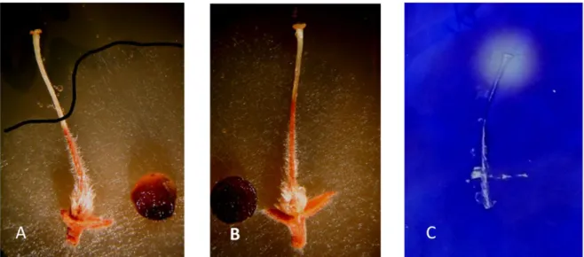 16. ábra. A táptalajon fejlődő M. laxa fejlődésének gátlása a bibe körüli régióban. ’A’: A  micélium  fejlődésének körvonalát a fekete sávval  jelöltük