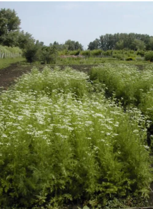 7. ábra: Különböző sortávolságú kömény állomány parcellák a virágzás kezdetén, a  Kertészeti Diszciplína Mintafarmján (Szarvas, 2006.) 