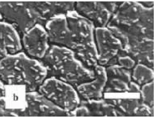 3. ábra: Rozsdamentes acél felülete tapadó L. monocytogenes 399 törzzsel (Pásztázó  elektronmikroszkópos felvétel, a vonal 3 µm-t jelöl) [KALMOKOFF et al