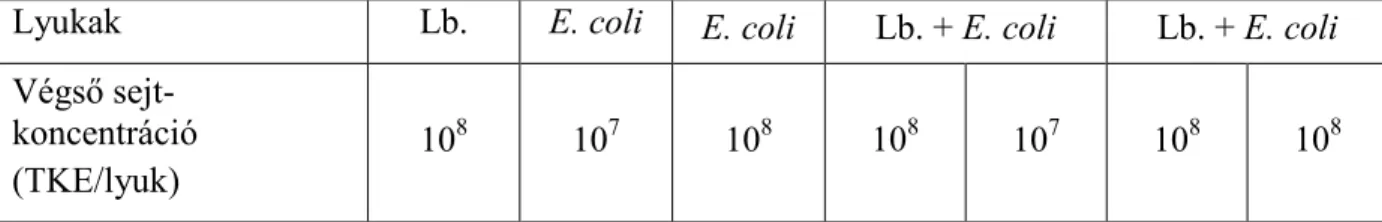 5. táblázat: Kísérleti beállítások versengı tapadás esetén Caco-2 sejteken 