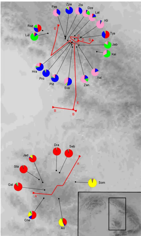 3. ábra A Syringa josikaea populációk elhelyezkedése a Kárpátokban és átlagos besorolásuk  genetikai csoportokba bayesi nemhierarchikus klaszterező analízis (STRUCTURE 2.3.4  programmal, Hubisz et al