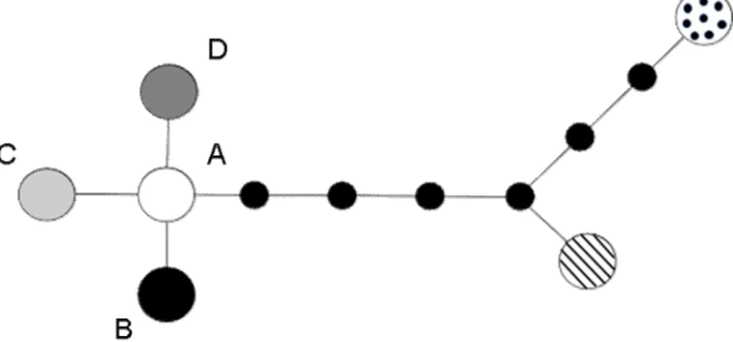 Fig. 2 Minimum-spanning tree of the ribotypes found in Syringa josikaea based on nuclear  ribosomal ITS and ETS sequences of 62 individuals