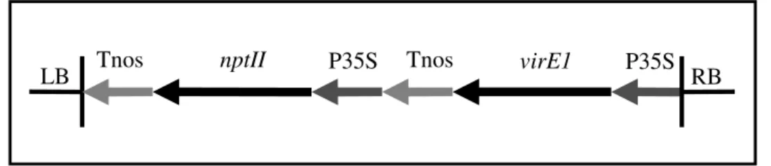 4. ábra: A pTd93virE1 plazmid T-DNS vázlatos bemutatása. 