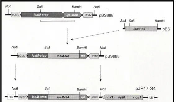 6. ábra: A pJP17-S4 konstrukció T-DNS része (Galambos 2007). 