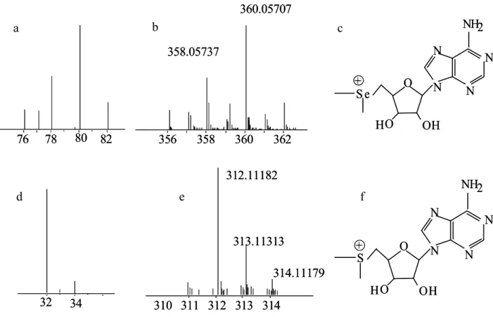 Figure 2: 2a: The isotope distribution of Se. 2b: the isotopologue distribution of a Se- containing molecule, dimethyl-5-selenonium-adenosine