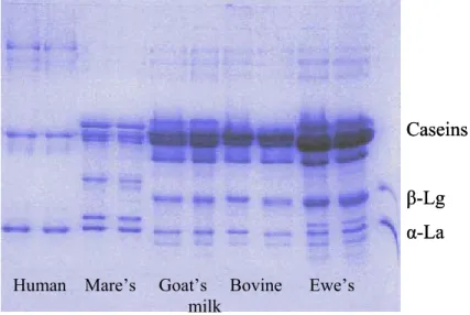Figure 18. shows SDS-PAGE in 12-20% gradient gel of human milk and milks originating  from different animal species