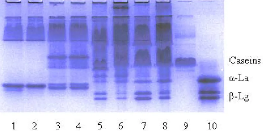 Figure 24. shows the control and pressurized milk samples separated by native PAGE. 