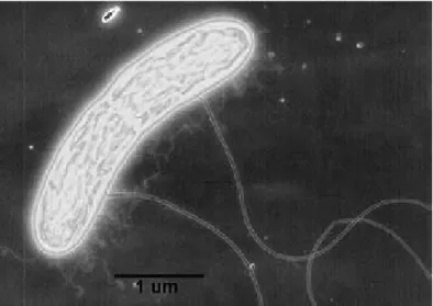 11. ábra: A Geobacter metallireducens elektronmikroszkópos képe (L OVLEY , 2012)  Shewanella fajok mikrobiális üzemanyagcellákban való alkalmazásáról számos tanulmány  beszámolt