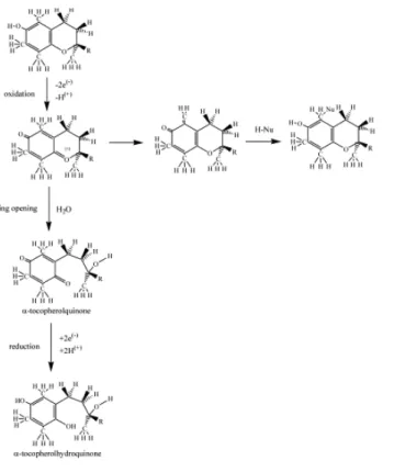 5. ábra  Az -tokoferol nem-destruktív és destruktív ionos oxidációjának  sematikus mechanizmusa (Setiadi et al., 2002) 