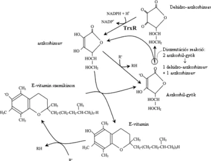 A 25. ábra mutatja be a szuperoxid anionból kiinduló reakciók összefoglalását, valamint a C- és az  E-vitamin  ezen  reakciókban  betöltött  szerepét