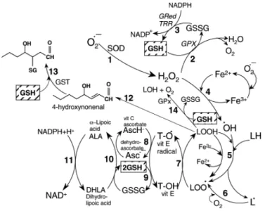 25. ábra   A különböző antioxidánsok reakcióútjai az oxidatív stressz során (Valko et  al., 2006)