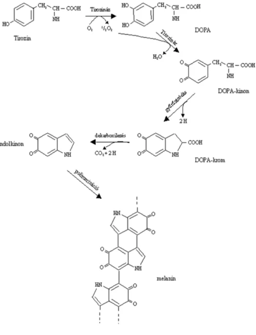 3. ábra  Az egyik polifenol-oxidáz enzim, a tirozináz katalizálta reakció szerepe a  melanin bioszintézisben 
