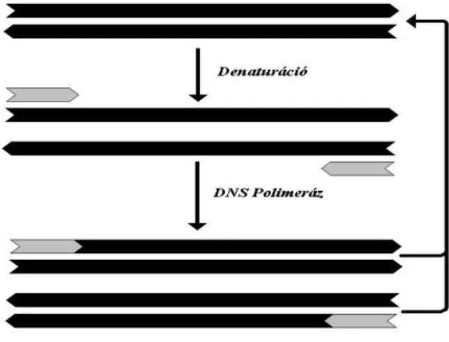 1. ábra: A polimeráz láncreakció sémája (LANDEGREN 1993. nyomán)  3.3.2.3.  PCR-en alapuló markerezési eljárások 
