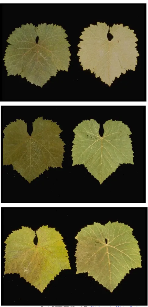 5. ábra: A 16-os csoport 3 fajtájának levele (fentrıl lefelé: Pinot blanc, Szürkebarát, Pinot  noir) 