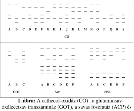 1. ábra: A cathecol-oxidáz (CO) , a glutaminsav- glutaminsav-oxálecetsav transzamináz (GOT), a savas foszfatáz (ACP) és 