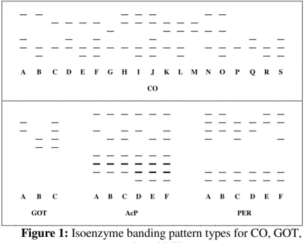 Figure 1: Isoenzyme banding pattern types for CO, GOT,  AcP and PER 