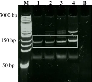 16. ábra 5 és 10 percig fızött tészták vizsgálata gluténspecifikus P1/P2 primer párral   