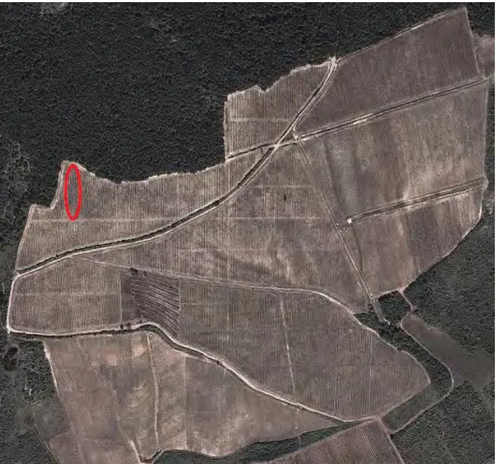 17. ábra - A kísérlet helyszíne a Nagy-Eged-hegy dűlőn belül (Forrás: Google Earth) 