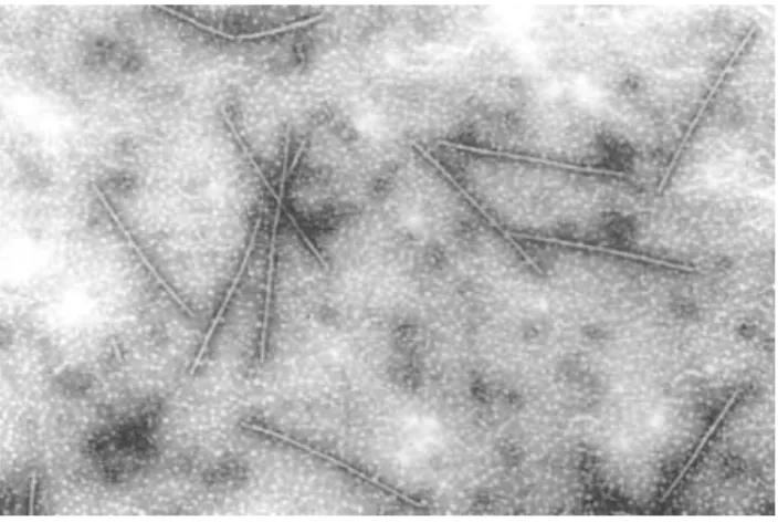 A PVS virionok flexibilis, fonál alakúak (3. ábra), a vírusrészecskék 610-710x10-15  nm nagyságúak (de Bokx, 1969; Koenig, 1982; Wetter, 1971; Lin és mtsai., 2009)
