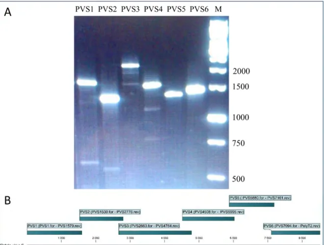 10. ábra A teljes Potato virus S (PVS) genomot lefedő szakaszok (A) 89.249 izolátum hat régióban  felszaporított genomjának gélelektroforézis fotója, (B) a PVS teljes genomját lefedő régiók 