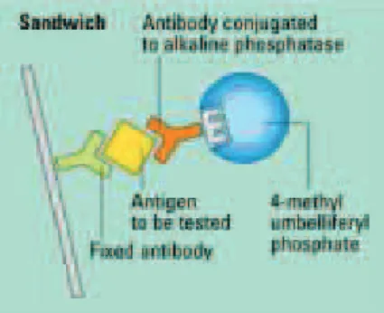 3. ábra: A második antitest és a konjugált enzim hozzáköt dik a rögzített antigén- antigén-hez (BioMerieux) 