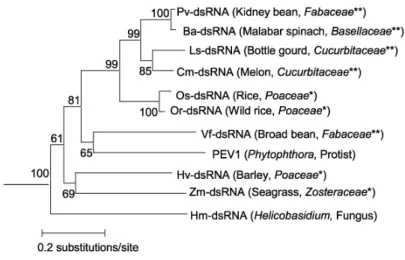 5. ábra: Az Endornavirus nemzetségbe tartozó vírusok filogramja, amit parciális RNS-függő  RNS-polimeráz  (~90  AA)  szekvenciák  alapján  szerkesztettek  (Fukuhara  és  mtsai., 2006 nyomán)