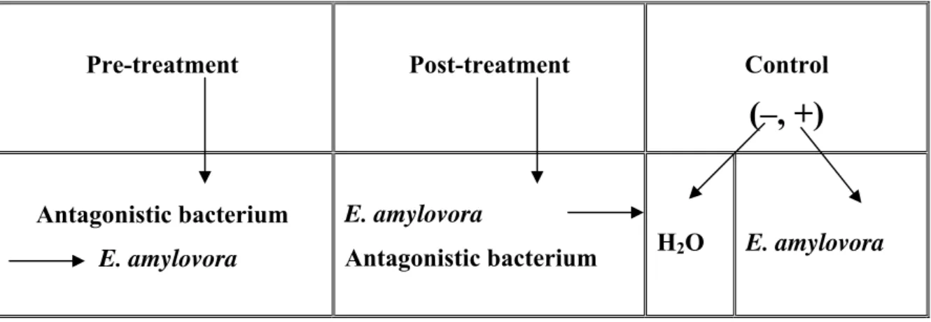 Fig. 5. Illustration scheme for different treatments in tests of antagonistic bacterial isolates 