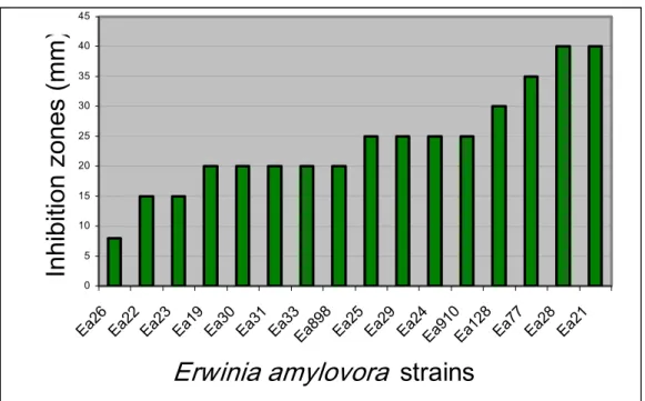 Fig. 14. Antagonistic effects of isolate HIP32 against different strains of  Xanthomonas vesicatoria 