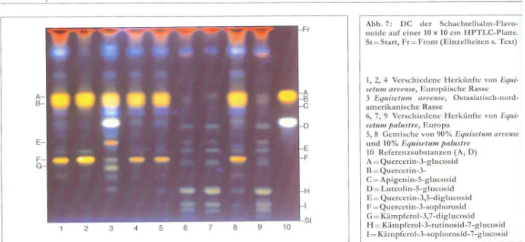 19. ábra: Különböz ı  Equisetum minták flavonoidspektruma 10x10 cm-es HPTLC lemezen   (forrás: Wichtl, 1997) 