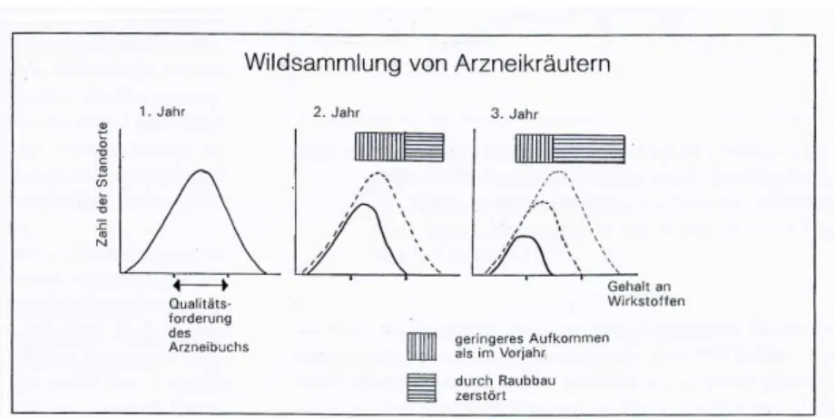 32. ábra: A természetes állományoknak a túlzott gy ő jtés következtében fellép ı  min ı ségi és   mennyiségi leépülése (Forrás: Schneider, 1998) 