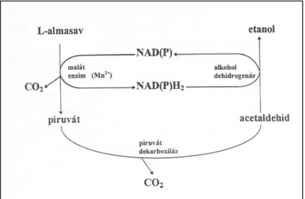 C-atomja sem épül be az élesztő szerves vegyületeibe. A 3. ábra részleteiben szemlélteti a  citoplazmás malát enzim segítségével történő almasav erjsztést