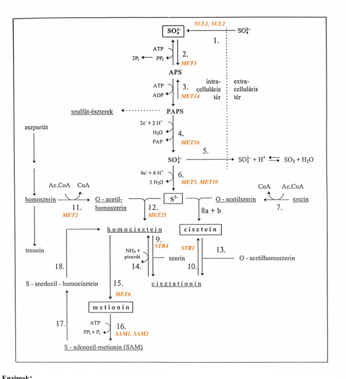 4. ábra A szulfát asszimilációs redukciója és a kéntartalmú aminosavak bioszintézise  Saccharomyces cerevisiae-nél (Rauhut, 1993) 