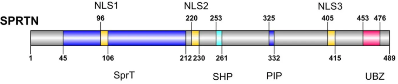3. ábra: A humán SPRTN doménszerkezete. UBZ4 (Ubiquitin-Binding Zinc Finger), PIP  (PCNA Interacting Protein), SHP (p97-Binding Motif), DNS kötő régióval és egy Spr-T  metalloproteáz doménnel  97 Forrás: SPRTN is a mammalian DNA-binding metalloprotease tha