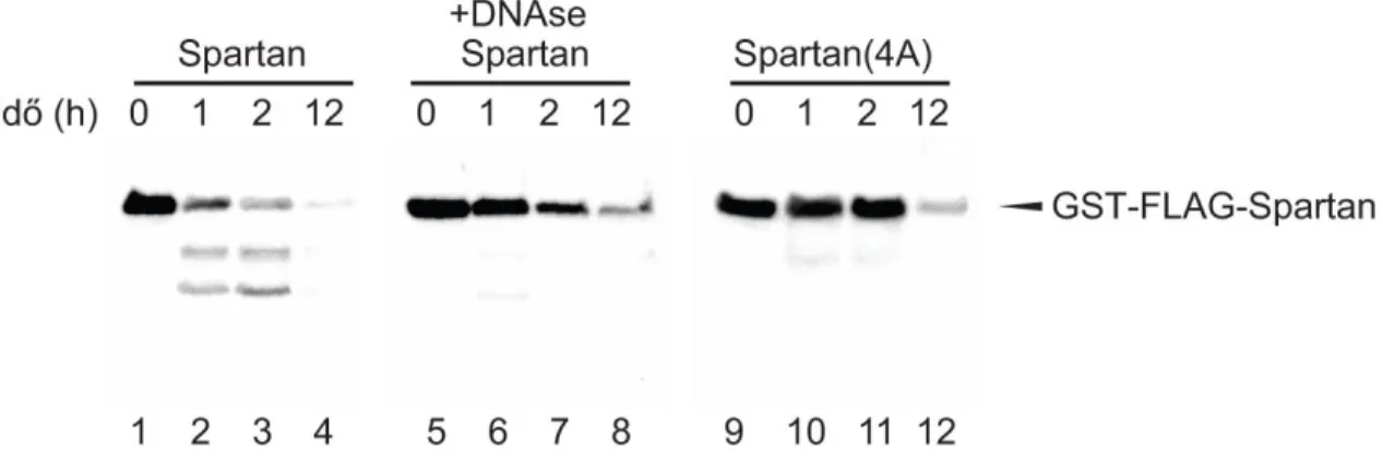6. ábra Spartan proteáz aktivitása DNS-függő módon megy végbe. Élesztőben expresszált  GST-FLAG-Spartan (oszlop 1-8), illetve Spartan(4A) (oszlop 9-12) sejtlizátumokat különböző  ideig 20 °C-on inkubáltuk
