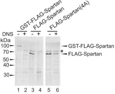 8. ábra: A Spartan DNS függő proteáz aktivitásának kinetikája. 2 órán keresztül 37 °C-on  történő inkubálást követően DNS jelenlétében és hiányában (ΦX174 ssDNS) a  GST-FLAG-Spartan, FLAG-Spartan és FLAG-Spartan(4A) tisztított fehérjék proteáz aktivitását 