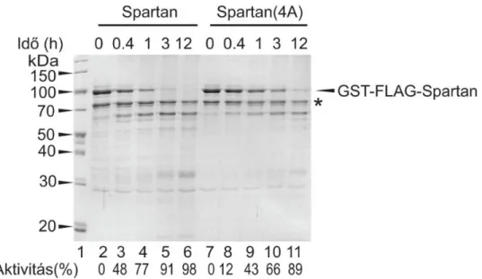 9. ábra: A Spartan (2-6. minta) és a Spartan(4A) (7-11. minta) fehérjék proteáz  aktivitásának időbeli kinetikája ΦX174 egyesszálú DNS jelenlétében