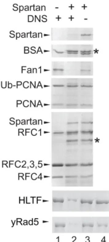 10. ábra: Spartan DNS-függő módon emészti a DNS kötő fehérjéket. Fan1, HLTF, Rad5,  BSA, PCNA, ubikvitin-PCNA, és RFC tisztított fehérjéket inkubáltunk 2 óráig 37 °C-fokon  Spartan és ΦX174 egyesszálú DNS jelenlétében és hiányában
