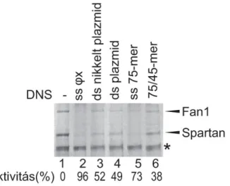 11. ábra: A Spartan különböző DNS struktúrák által kiváltott aktivitása. Tisztított Spartan  és Fan1 fehérje keverékét inkubáltuk 2 órán át 37 °C-on különböző struktúrájú DNS (ΦX174  egyesszálú DNS, bevágott plazmid DNS, plazmid DNS, 75 bázispár hosszúságú