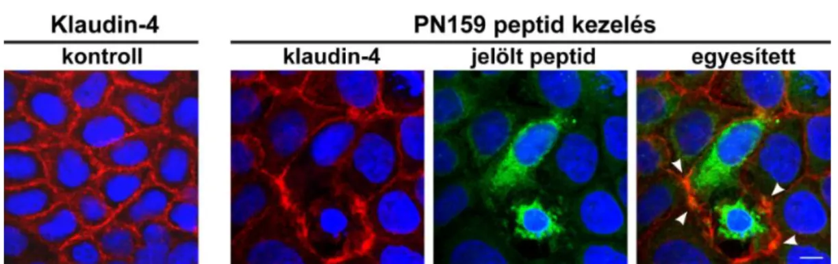 11. ábra. A Bodipy FL jelölt PN159 peptiddel (10 µM) kezelt Caco-2 sejtek immunfestése klaudin-4  sejtkapcsoló fehérjére