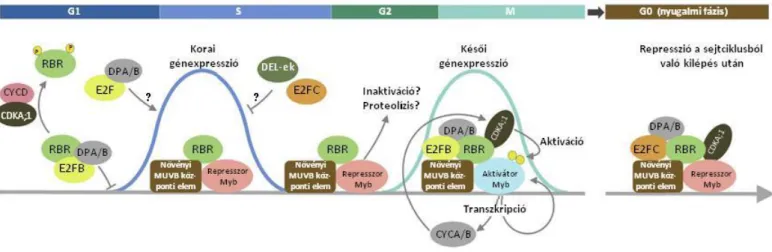 27. ábra: A növényi sejtciklus és a nyugalmi fázis (G0) szabályozása DREAM-jellegű komplexekkel