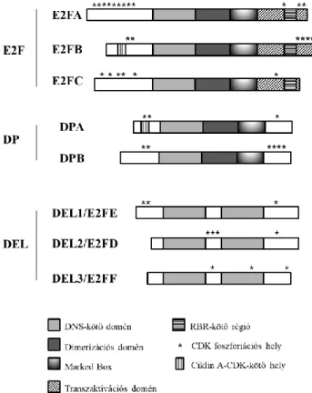 7. ábra: Arabidopsis E2F és DP rokon fehérjék szerkezete. 