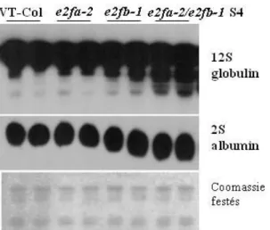 22. ábra: A 12S globulin és 2S albumin fehérjék mennyisége szimpla és dupla  e2f mutáns vonalak  érett magjaiban (S4 becő stádiumban) a vad típusú kontroll magokhoz képest