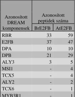 11. táblázat: Brassica és az Arabidopsis E2FB fehérjék kölcsönható partnerei. 