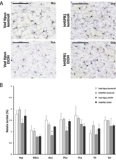 6. ábra A hHSPB1 túltermelés hatása a mikroglia sejtek aktivációjára 1 héttel etanol  kezelés  után